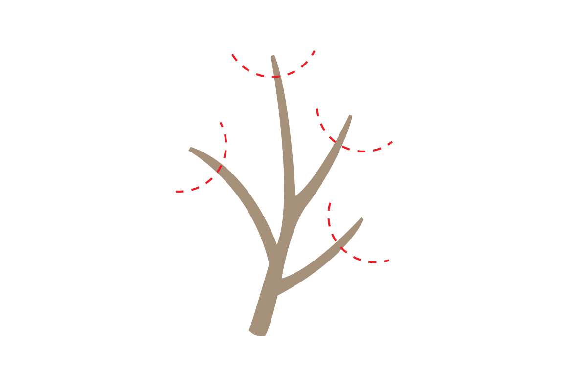 step3_prune.jpg