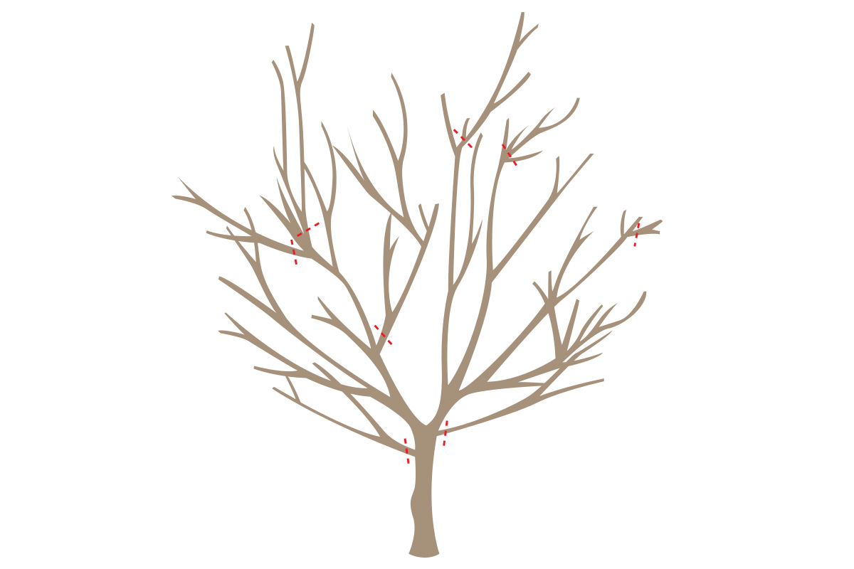 step2_prune.jpg