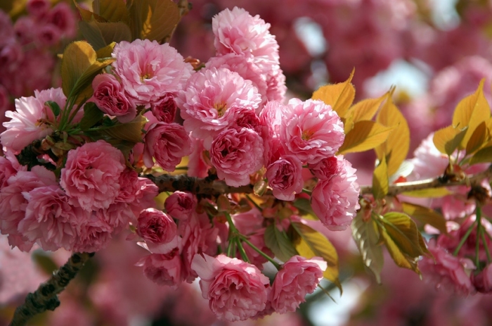 sakura_2016.jpg