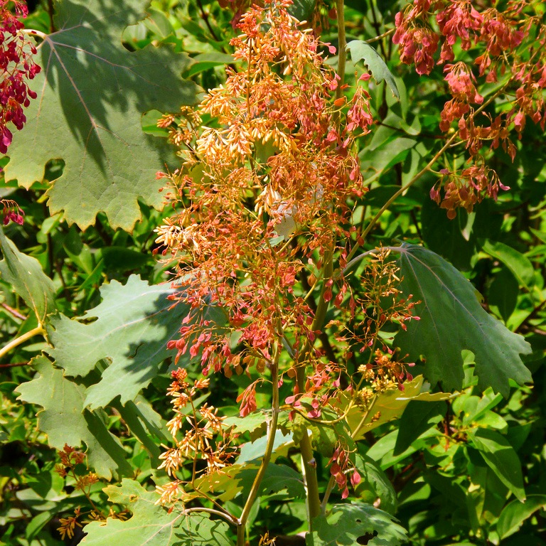 makleya.jpg