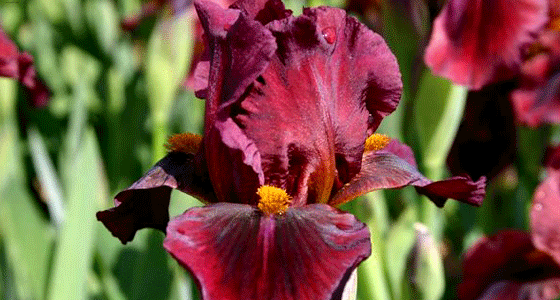 iris.gif
