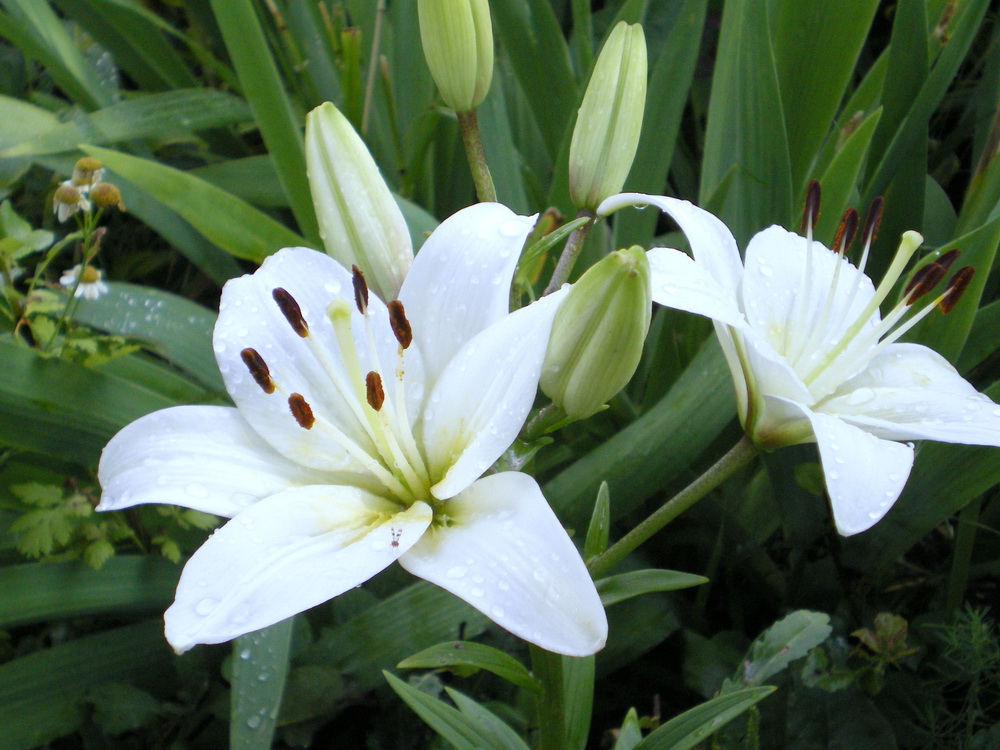 lilii.jpg