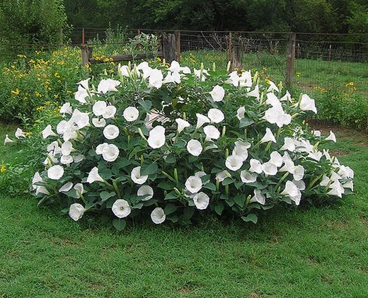 moonflowers.png