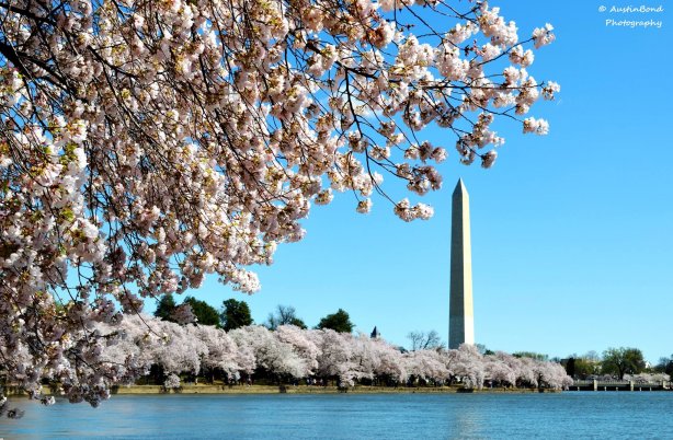sakura-v-washingtoni_1.jpg