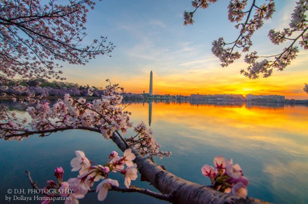sakura-v-washingtoni_2.jpg