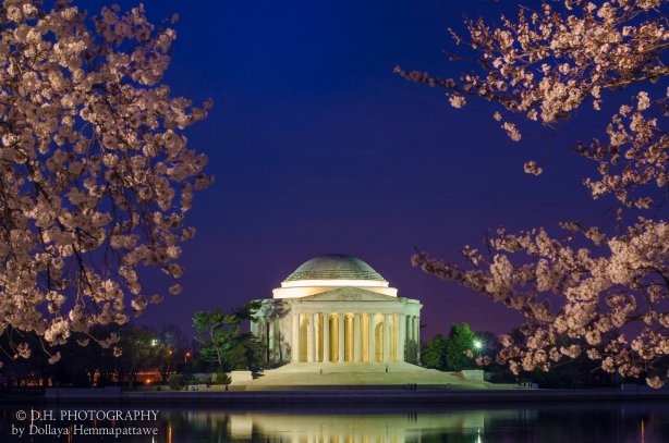 sakura-v-washingtoni_7.jpg