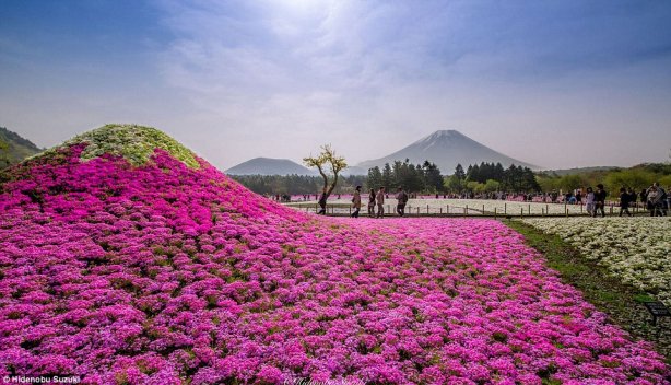 fuji_shibazakura_festival_2.jpg