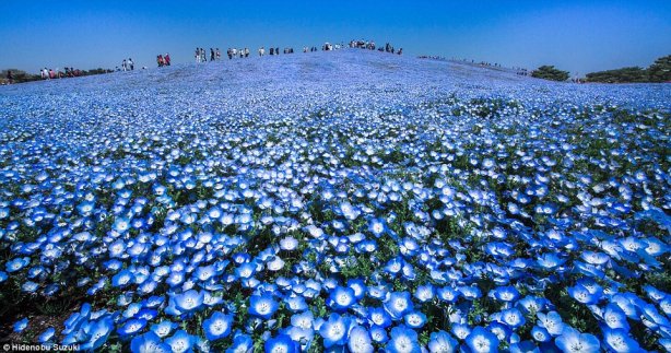 fuji_shibazakura_festival_5.jpg
