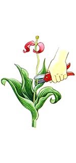 sypytniki_dlya_tulpana_11.jpg