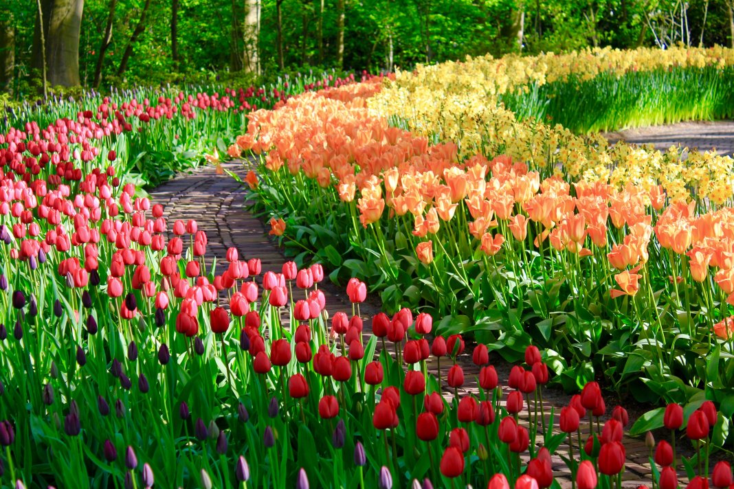 may-garden.jpg