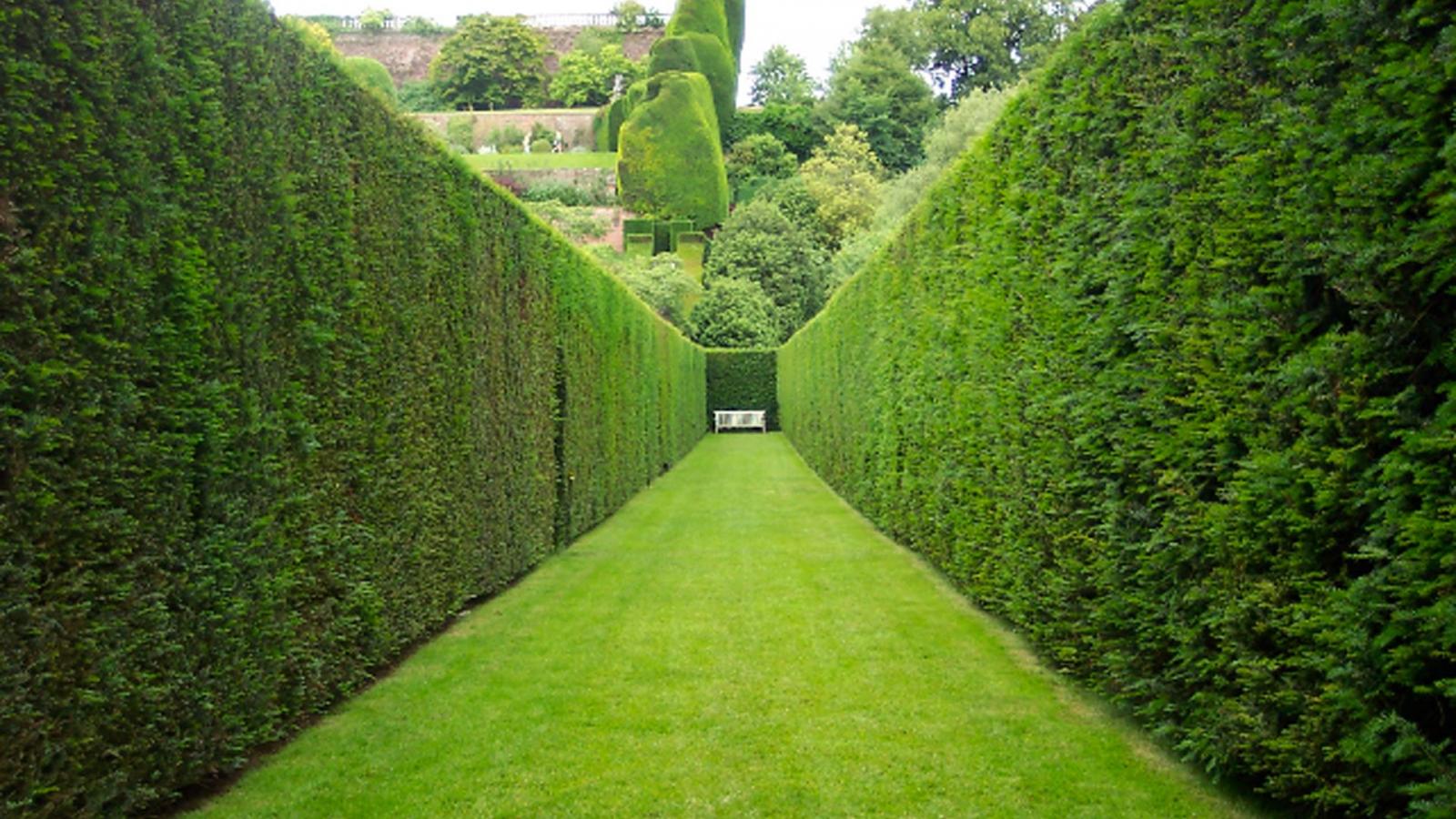 hedge2_1.jpg