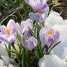 march
